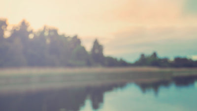 image of a lake shore with trees and sunset on driduck.com